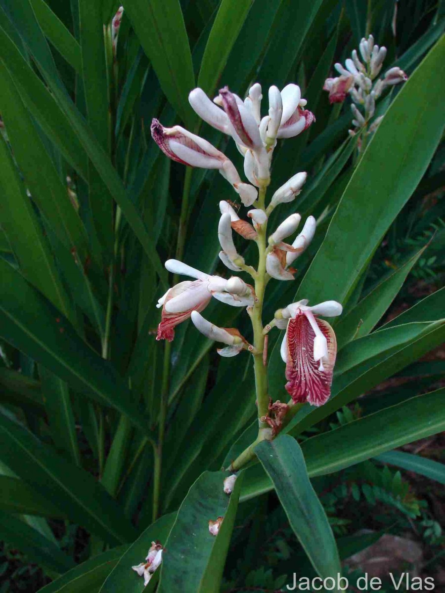 Alpinia calcarata (Andrews) Roscoe